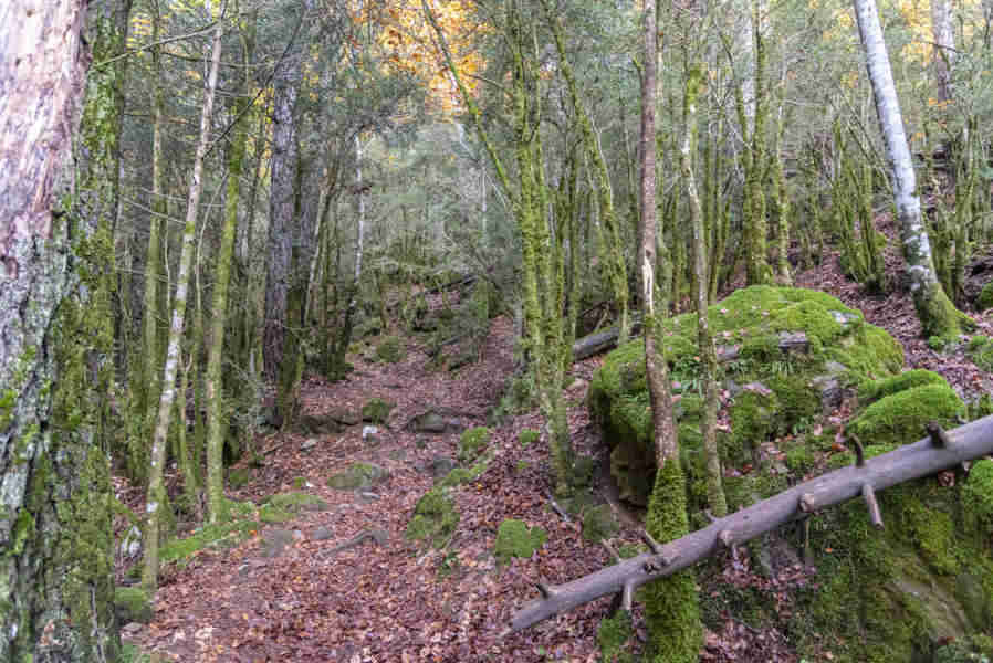 Huesca - parque nacional de Ordesa y Monte Perdido - valle de Ordesa 100 - subida a faja Racon.jpg